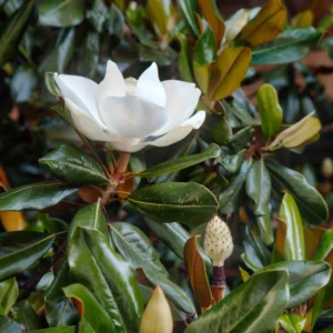 Magnolia Grandiflora Little Gem flor