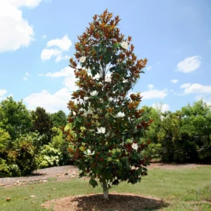 Magnolia Grandiflora Little Gem arbol