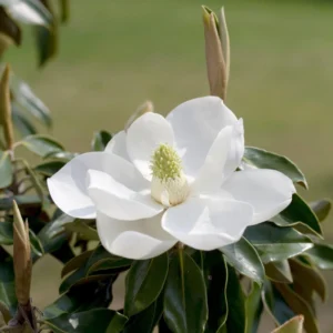 Magnolia Grandiflora Little Gem