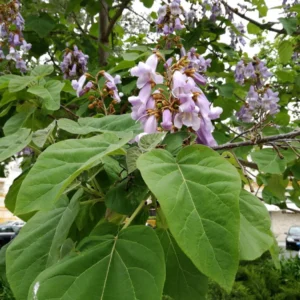 PAULONIA