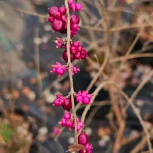 SINFORICARPOS