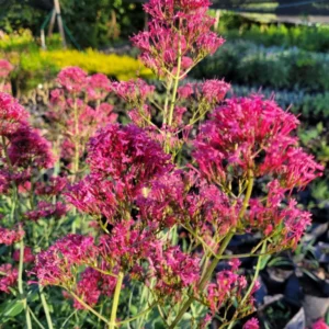 valeriana