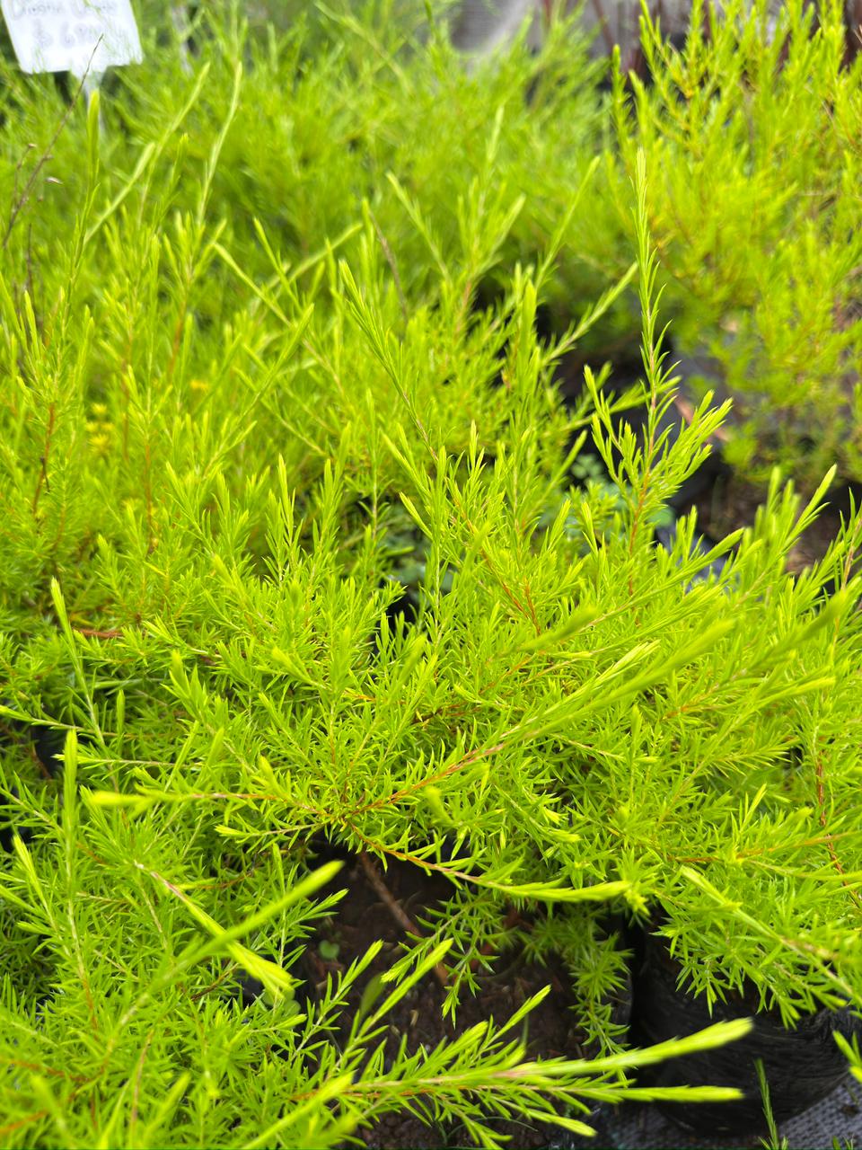 Diosma limón