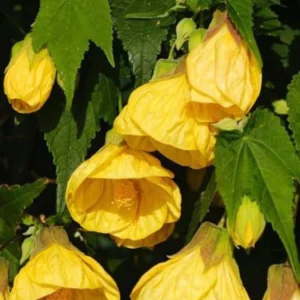abutilon amarillo