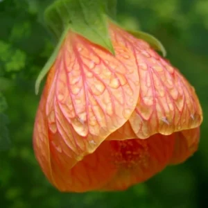 Abutilon variegado