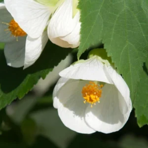 abutilon blanco