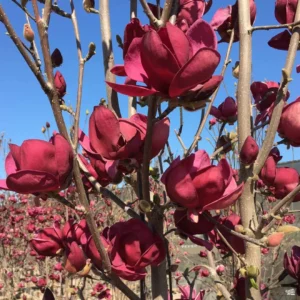 Magnolia Black Tulip