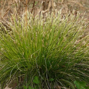 Carex sp