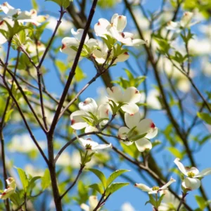 cornus florida