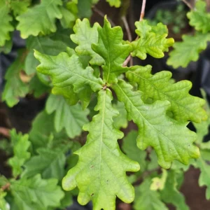 ENCINO VERDE