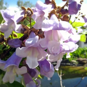 Paulonia flor