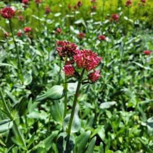 valeriana roja