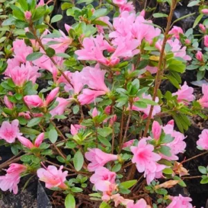 AZALEA ROSADA ENANA