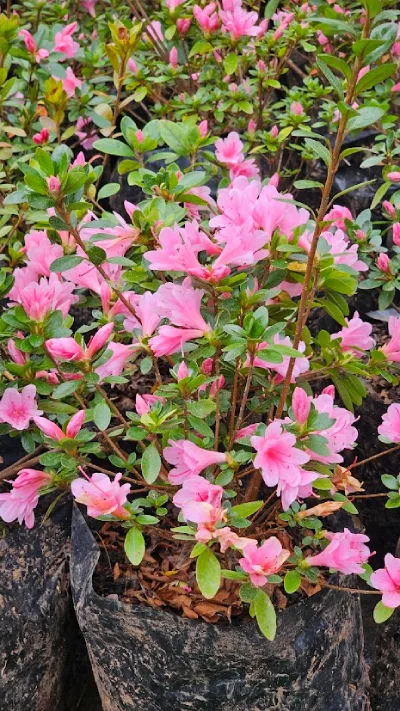 AZALEA ROSADA ENANA