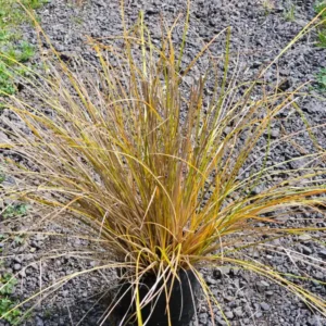 Carex flagellifera