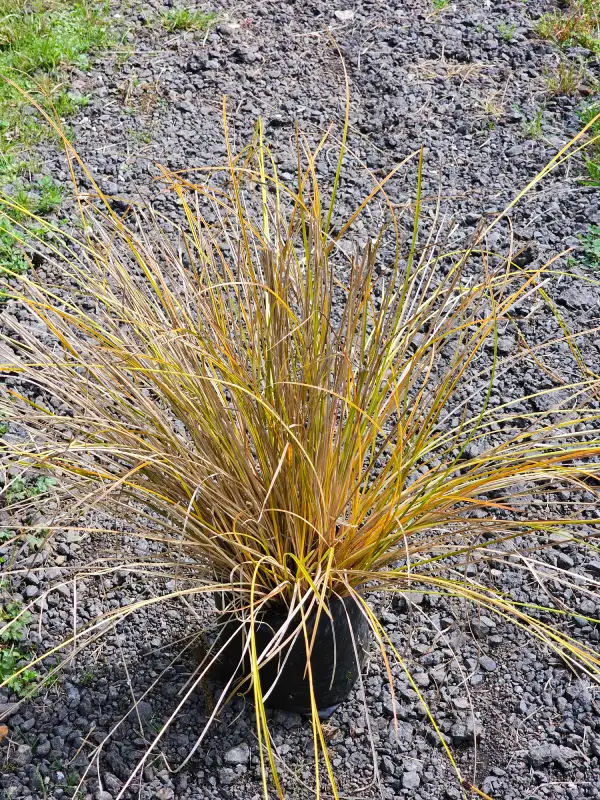 Carex flagellifera