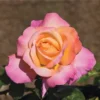 rosa trepadora chicago peace