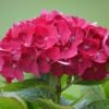 Hortensia Roja