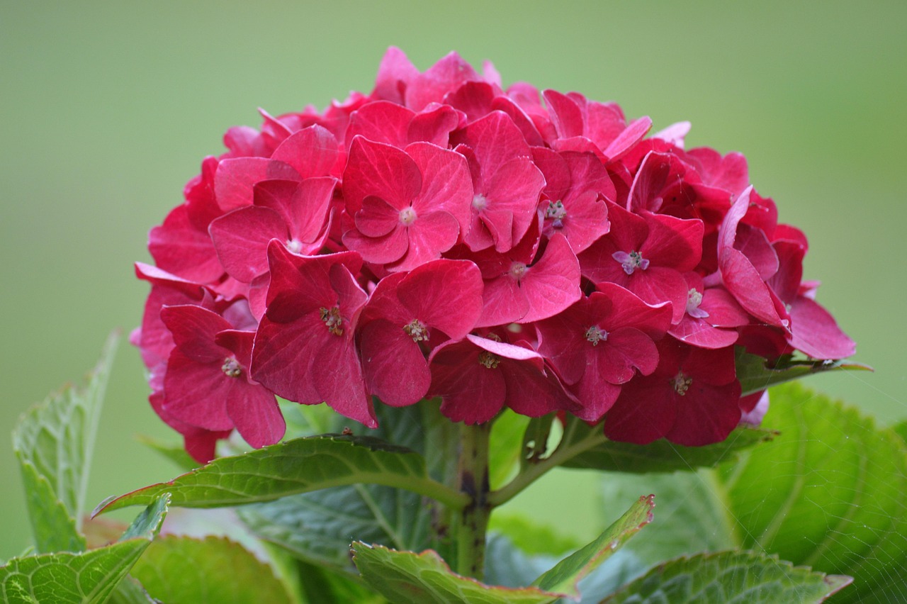 Hortensia Roja
