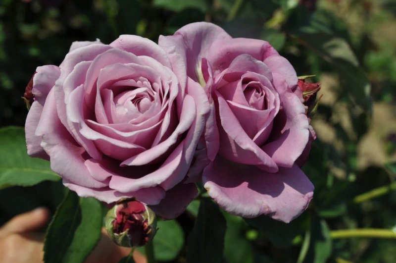 Rosa Pie Alto Charles de Gaulle - Imagen 2