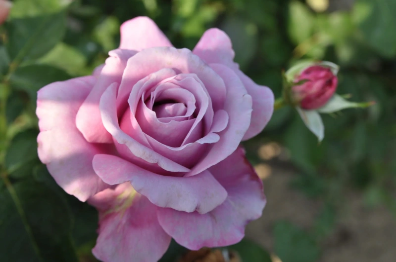 Rosa Pie Alto Charles de Gaulle