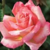 Rosa pie alto chicago peace