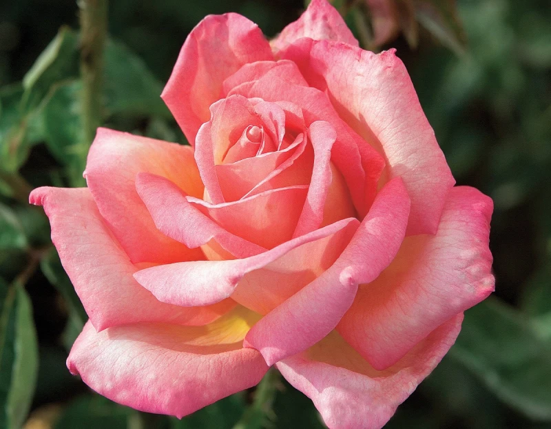 Rosa pie alto chicago peace