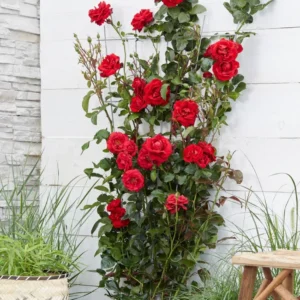 Rosa trepadora red panter