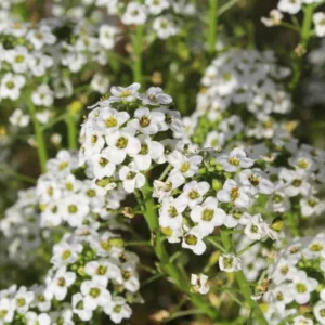 ALYSSUM