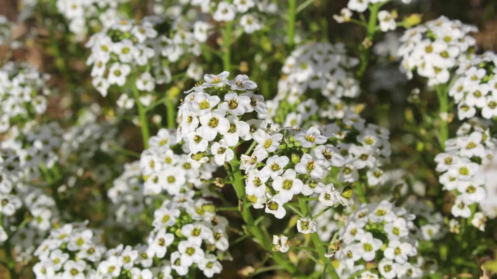 ALYSSUM