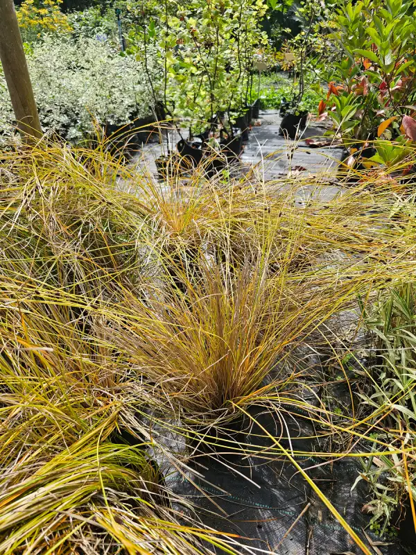 Carex flagellifera - Imagen 2