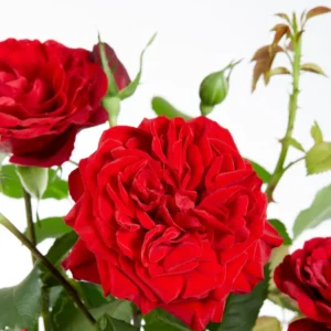 Rosa trepadora red panter