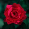 Rosa trepadora red panter
