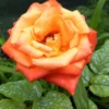 rosa de te circus