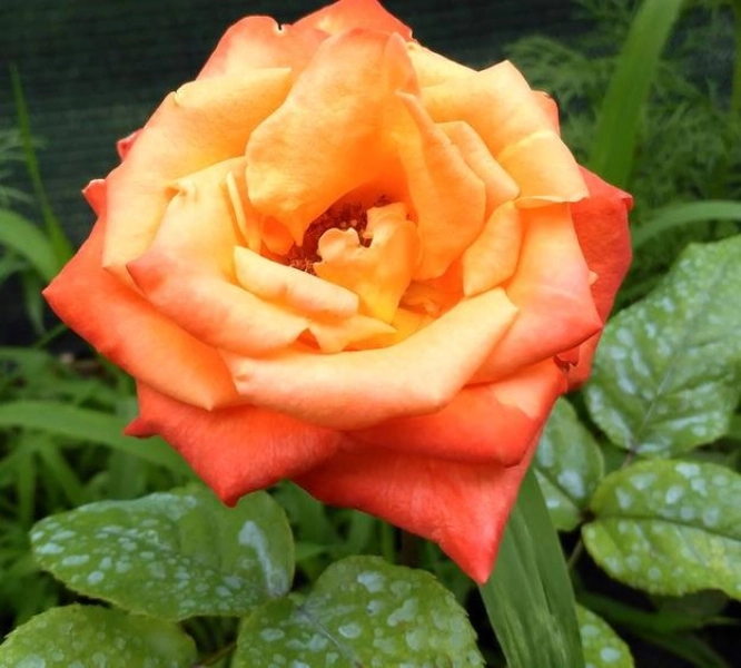 rosa de te circus