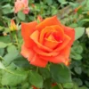 rosa orange sensation pie alto