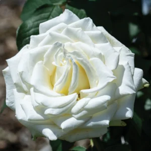 rosa trepadora tineke