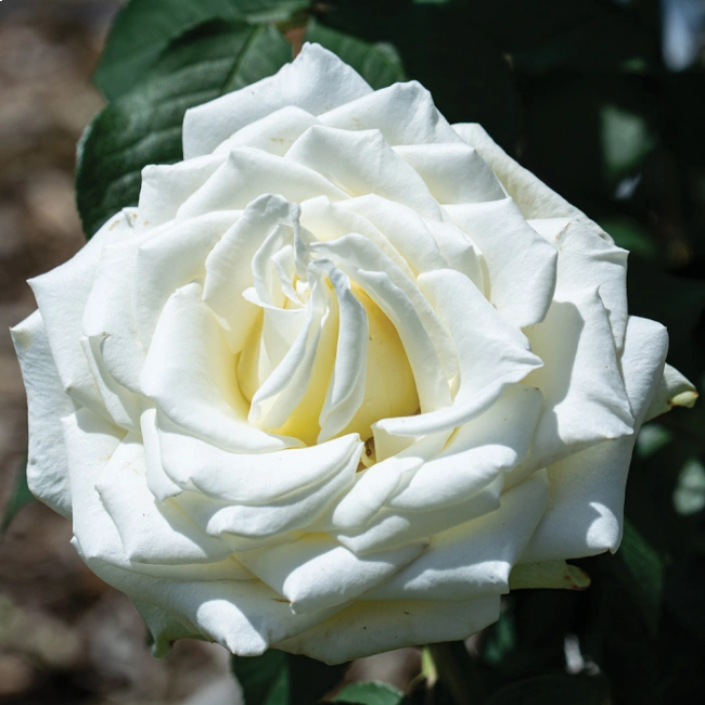 rosa trepadora tineke