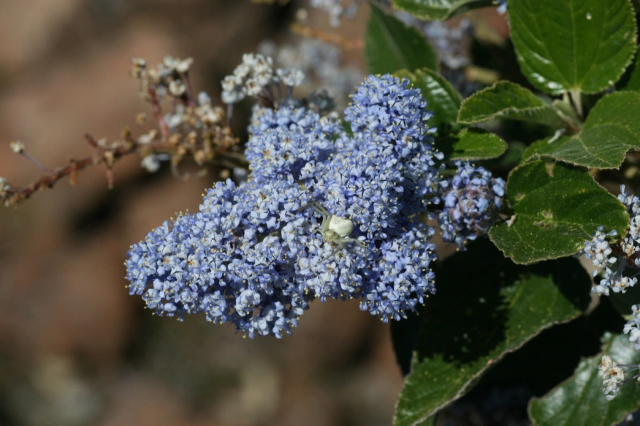 CEANOTUS ARBOREO - Imagen 2