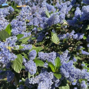 CEANOTUS ARBOREO
