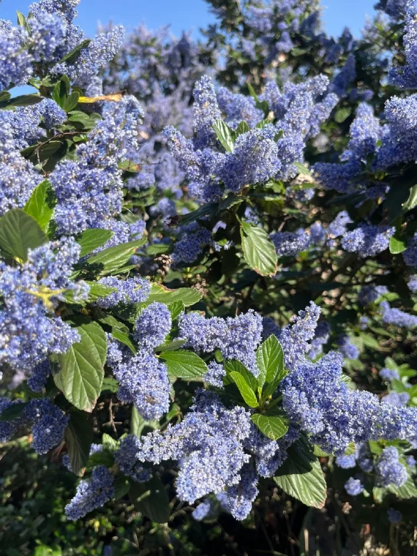 CEANOTUS ARBOREO