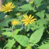 Flor de palo negro