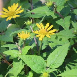 Flor de palo negro