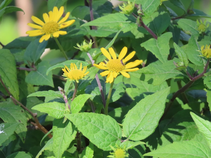 Flor de palo negro