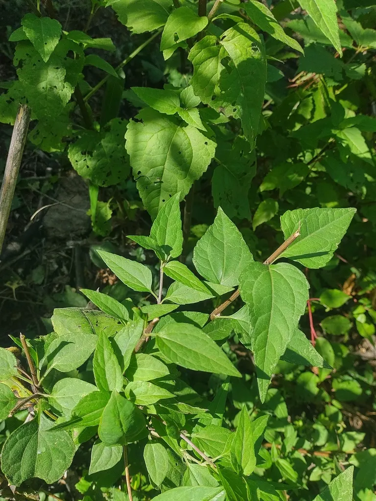 PALO NEGRO - Imagen 2