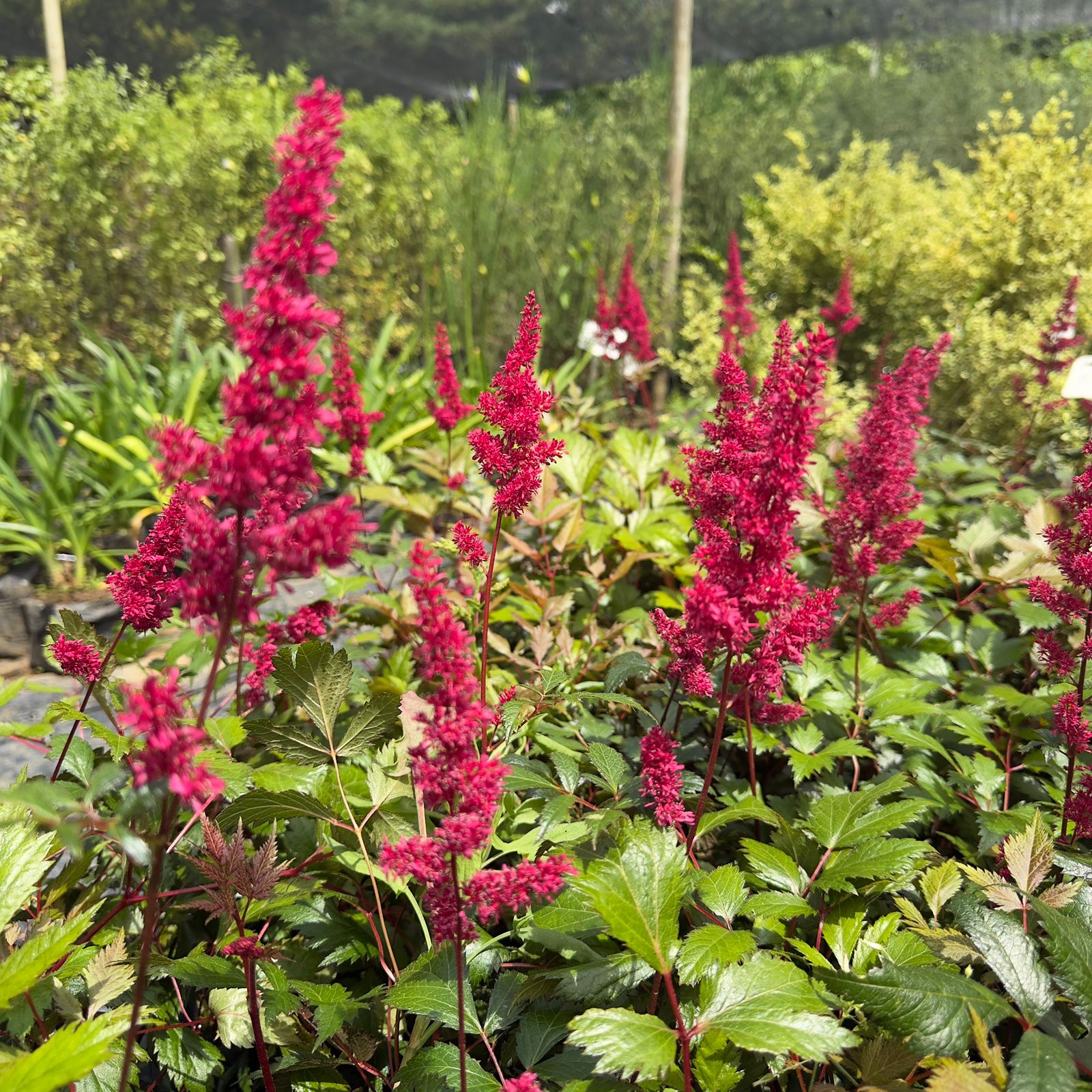 ASTILBE O ESPUMA DE MAR ROJO