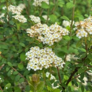 SPIREA NIPONA