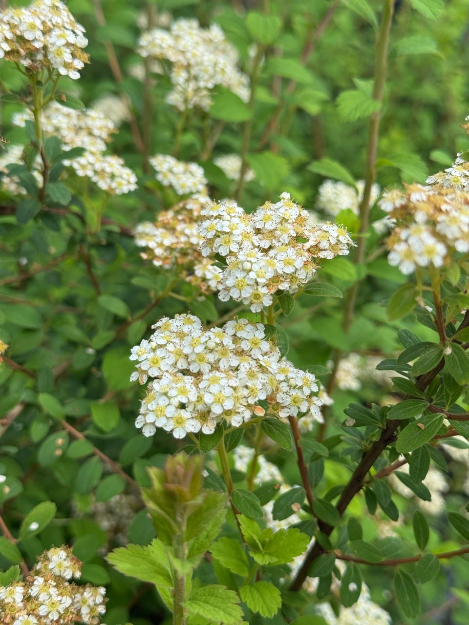 SPIREA NIPONA