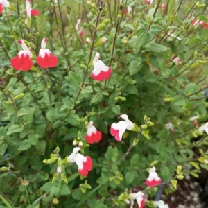 salvia bicolor