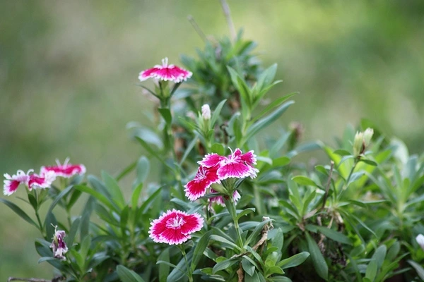 CLAVEL ENANO - Imagen 2